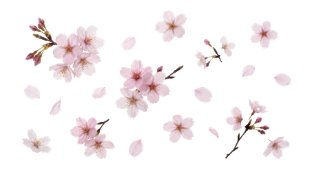 Dried flowers